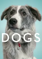 Apenas CÃES