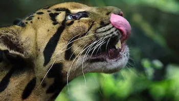 A Beleza Secreta dos Animais-E1.Grandes felinos