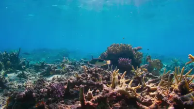Planeta Azul II-E1.One Ocean