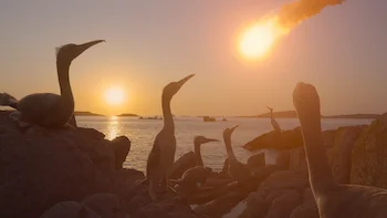 Os Dinossauros Episódio 4