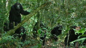 O Império dos Chimpanzés-E2.Estranhos