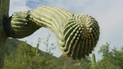 Planeta verde-E4.Desert Worlds