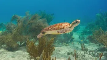Oceano Pacífico