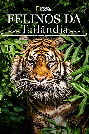 Felinos da Tailândia