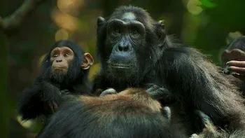 O Império dos Chimpanzés-E1.Paraíso