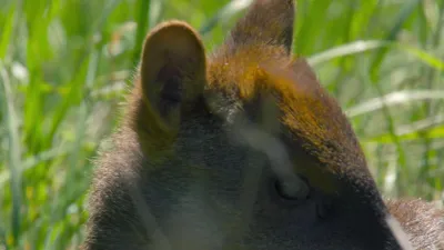 Patagonia: Life on the Edge of the World-E5.Forests