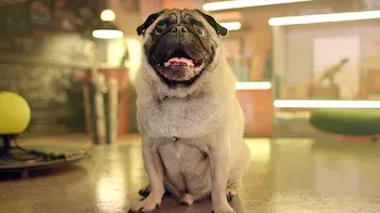 E4.Do lobo ao cão