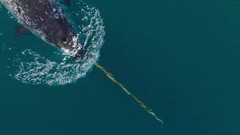Nossos Oceanos-Oceano Ártico