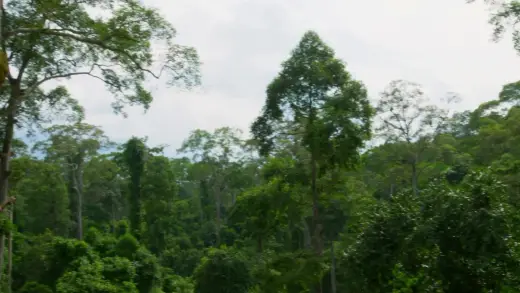 E4.Jungles