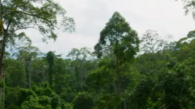 Planeta Hostil-E4.Jungles