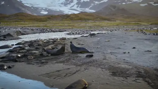 E2.The Elephant Seal