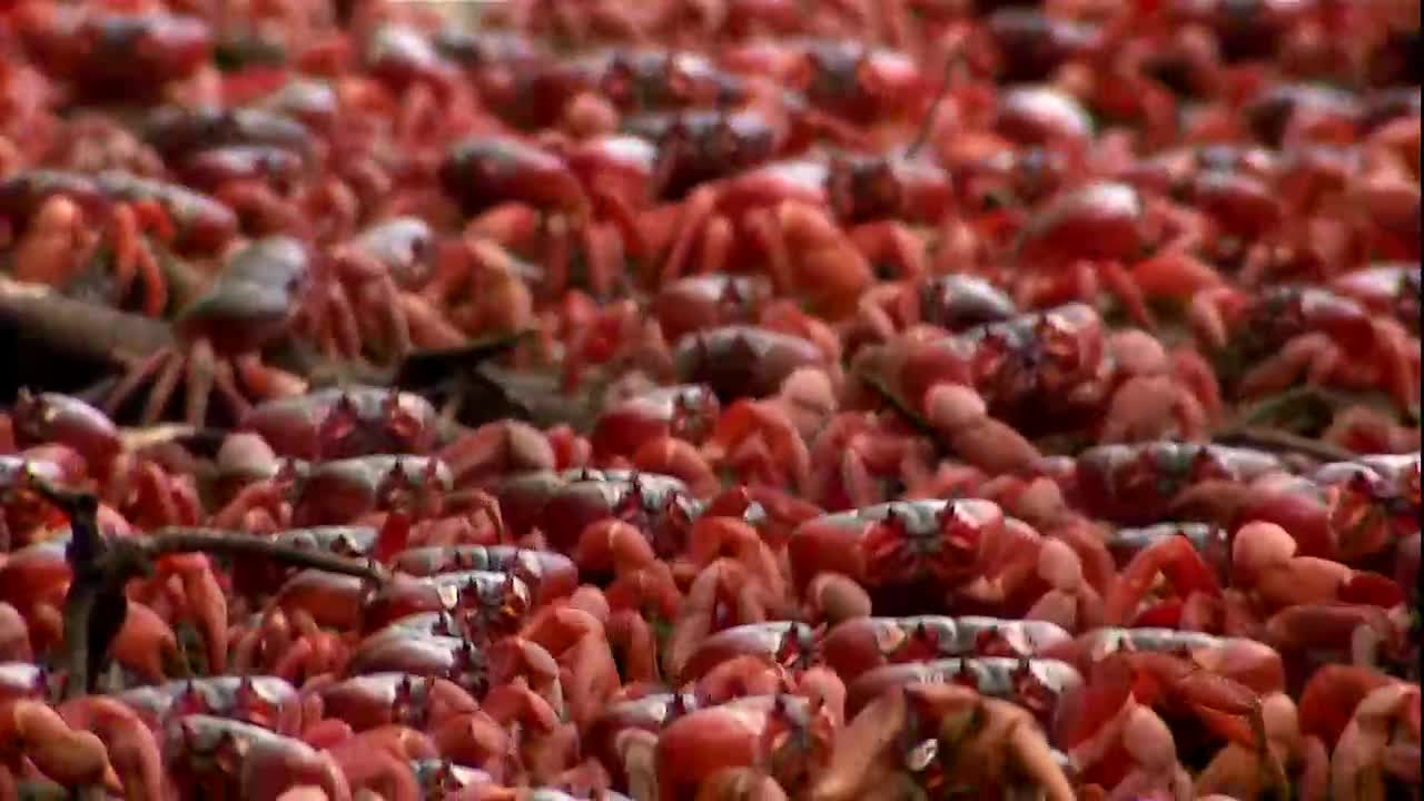 Grandes Migrações Episódio 1