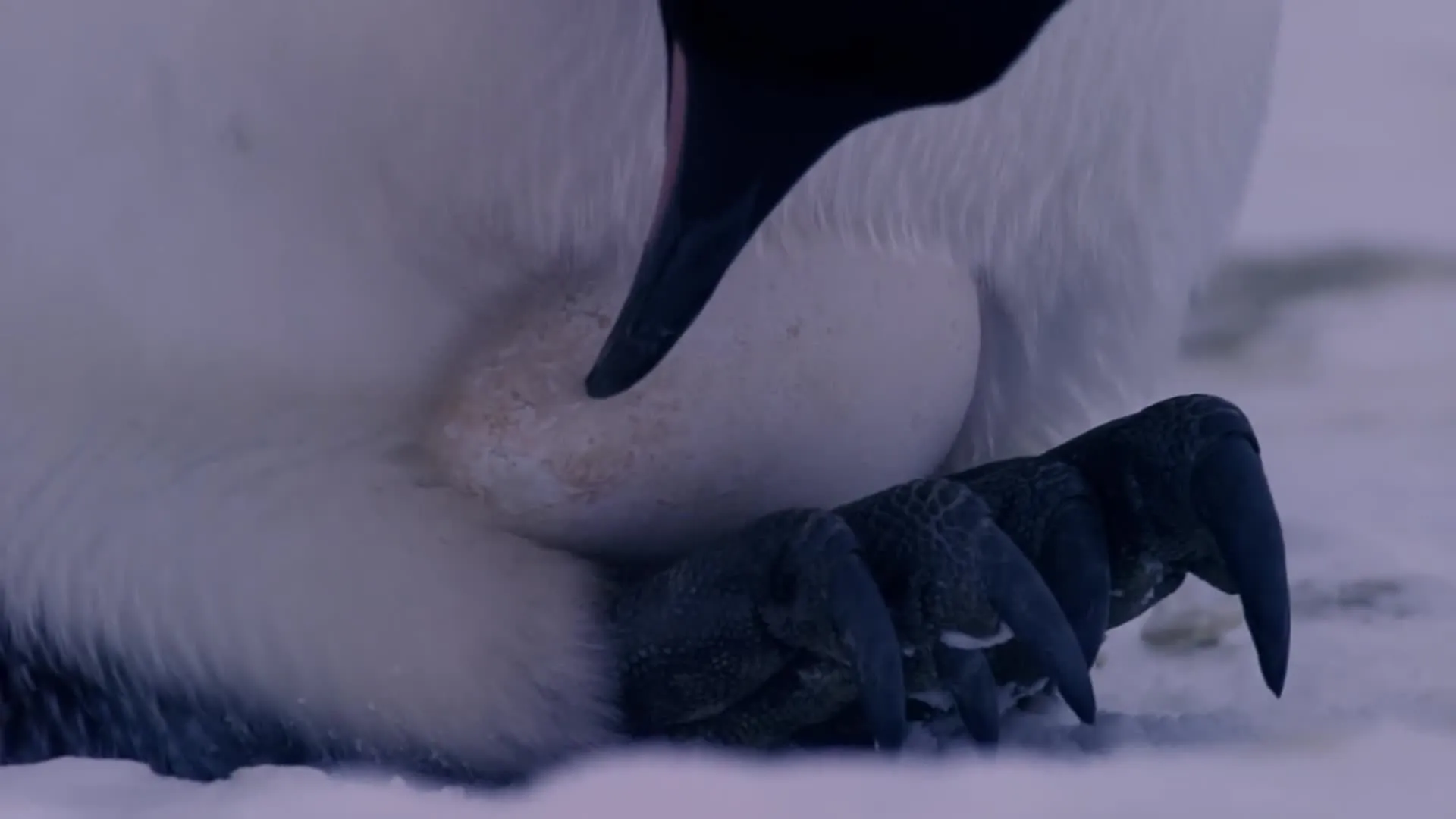 E6.Polar
