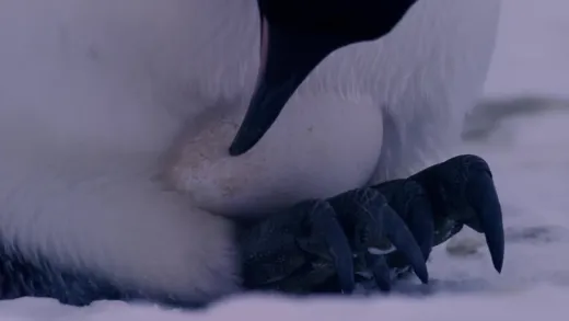 E6.Polar