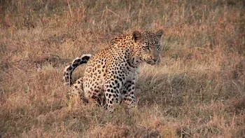 72 Animais Perigosos: Ásia-Salve-se quem puder