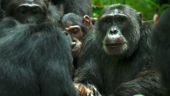 O Império dos Chimpanzés Episódio 3