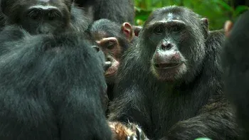 O Império dos Chimpanzés-E3.Guerra
