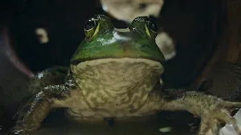 Capítulo 1: Fugindo da floresta