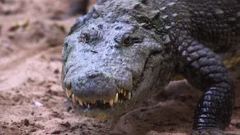 72 Animais Perigosos: Ásia-Assassinos acidentais