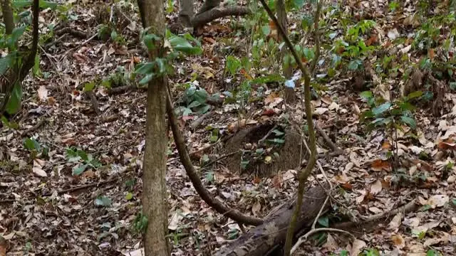 E3.Ancient Builders of the Amazon
