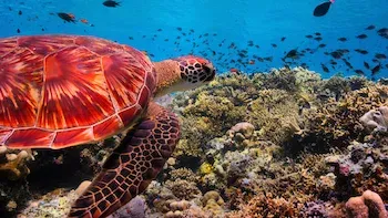 Nosso Planeta-E4.Mares costeiros