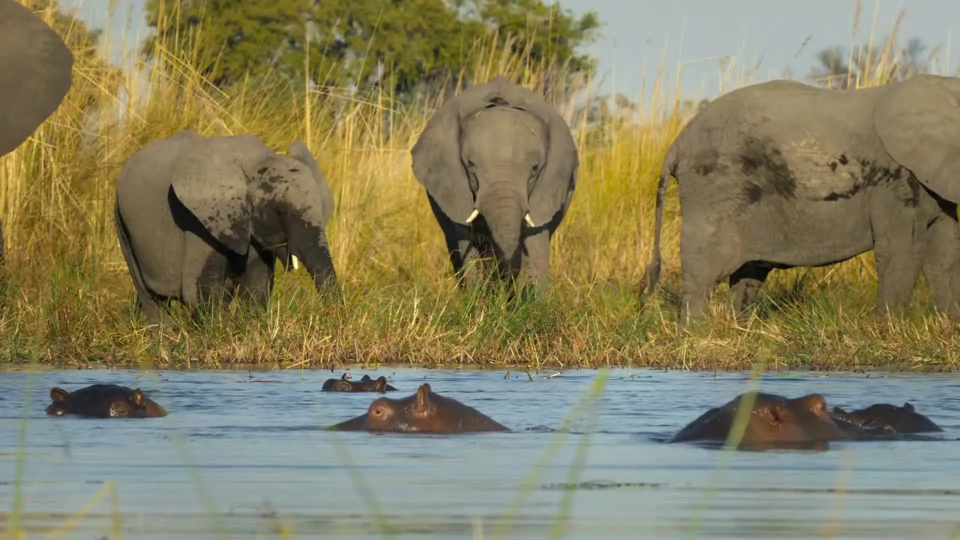 E5.The Hippo