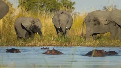 Grandes Animais-E5.The Hippo