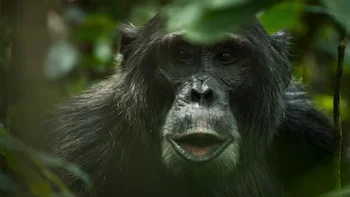 O Império dos Chimpanzés Episódio 4