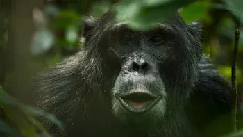 O Império dos Chimpanzés-E4.Acerto de contas