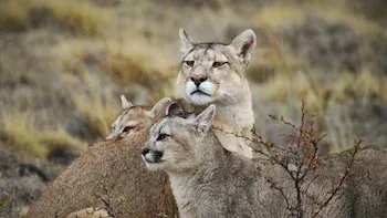 Puma