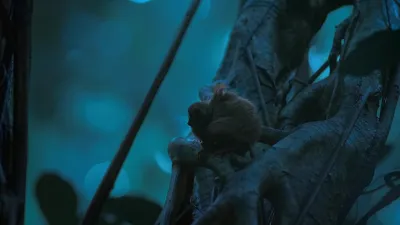 E2.Tarsier Forest