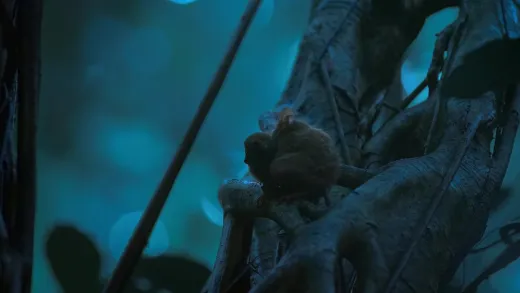 E2.Tarsier Forest