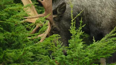 Grandes Animais-E6.The Brown Bear