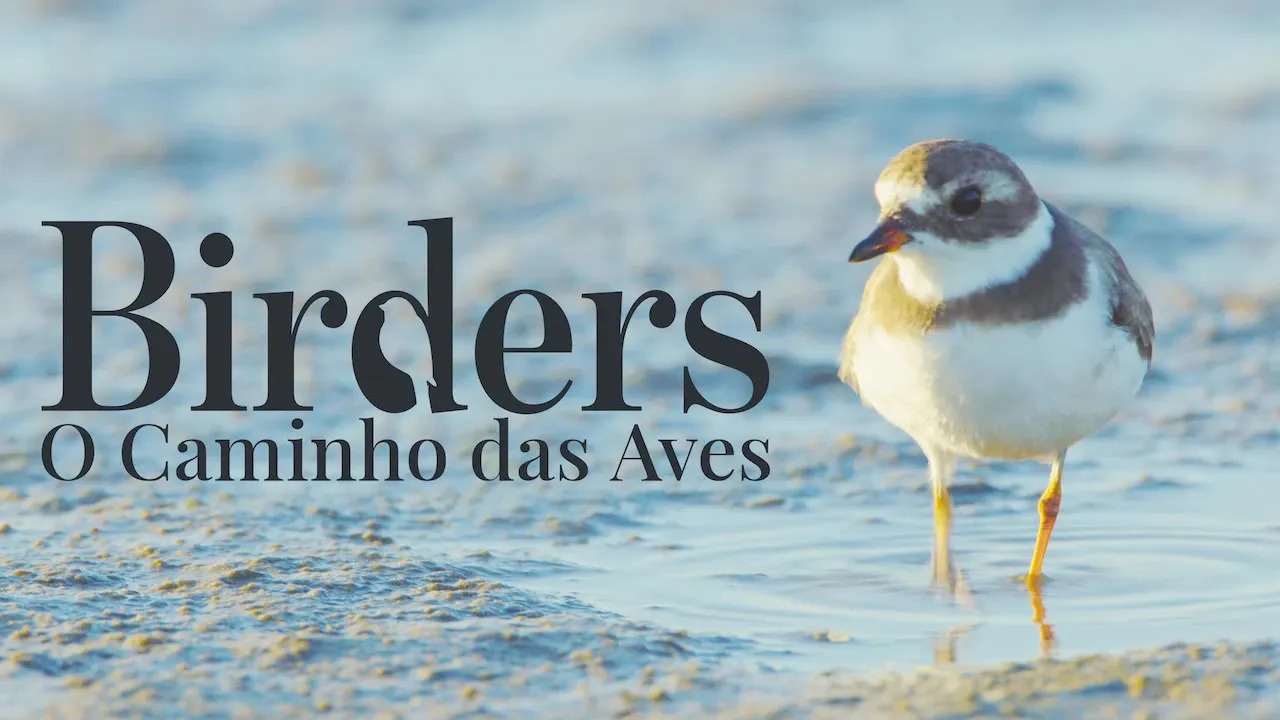 Movie Poster: Passarinheiros