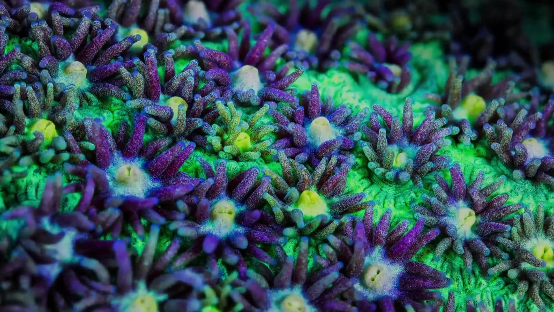 E3.Coral Reefs