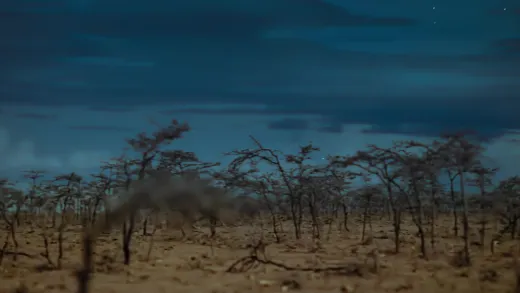 E6.Cheetah Plains