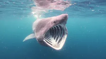 Planeta Bizarro-E2.Do fundo do mar