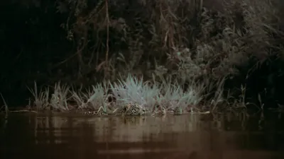 E3.Jaguar Jungle