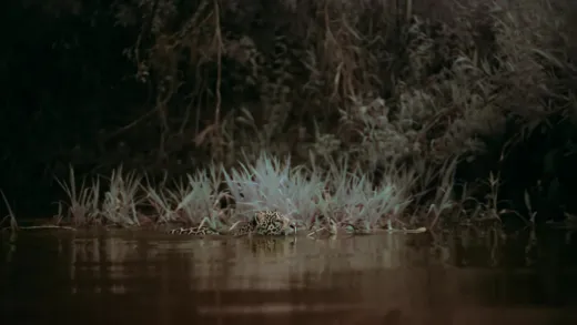 E3.Jaguar Jungle