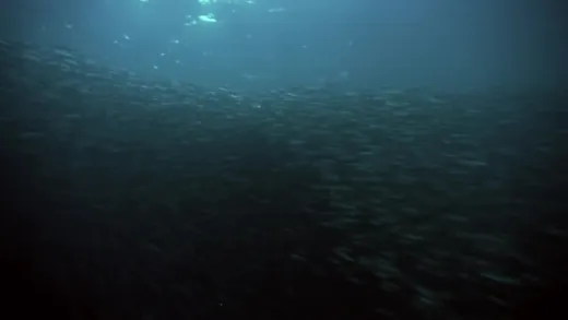 E2.Oceans