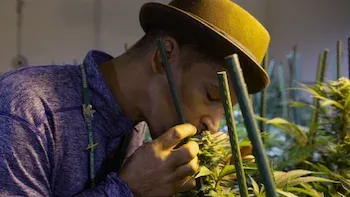 E5.Maconha