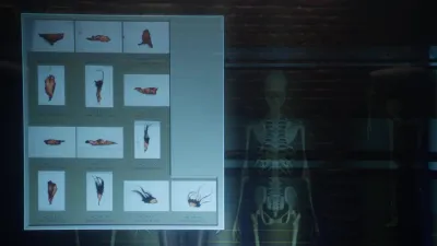 Bones-E5