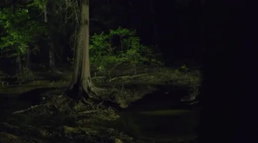 E4.Swamp Things