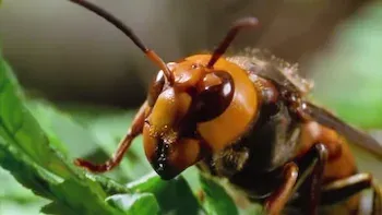 72 Animais Perigosos: Ásia-Grandes, listrados e bicudos