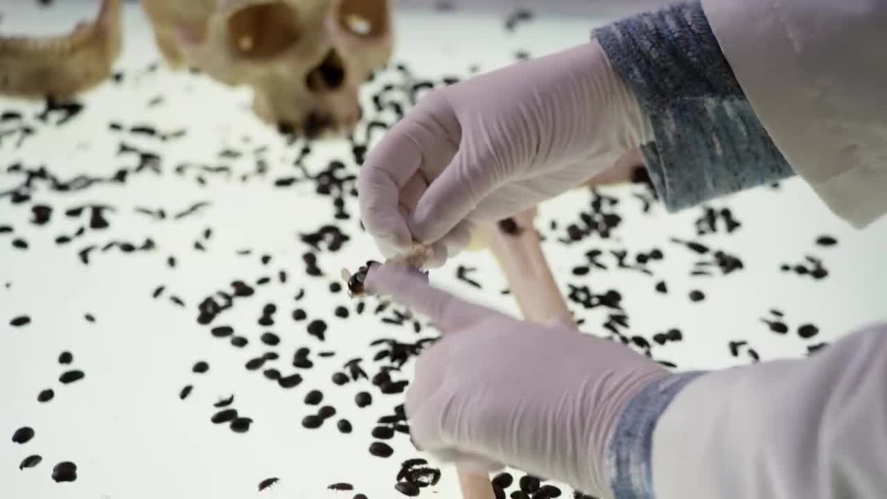 Bones Episódio 16