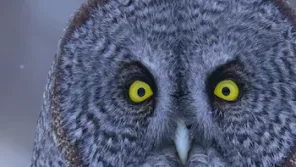 Cena do episódio 1 de O Misterioso Mundo dos Sons com David Attenborough