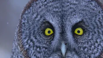 O Misterioso Mundo dos Sons com David Attenborough-Caça e caçadores