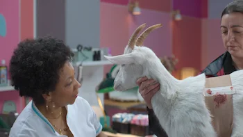 Animal Episódio 7