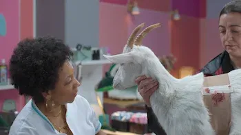 Animal-A visita