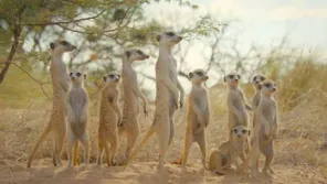 Cena do episódio 3 de O Misterioso Mundo dos Sons com David Attenborough